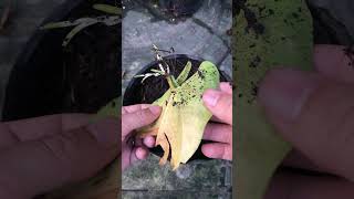 Use damaged anthurium leaves for propagation [upl. by Odille]