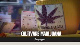 A Roma il primo corso di coltivazione della marijuana in piazza [upl. by Menedez148]