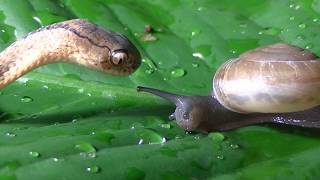 Keeled Slug Snake eats snail [upl. by Alakam]