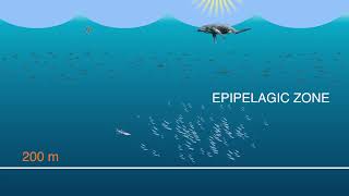 Mysteries of the Mesopelagic Water Zone [upl. by Eiramannod]