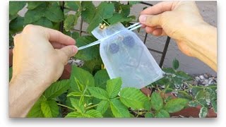 Protecting Your Garden Fruit With Organza Bags [upl. by Amyaj]