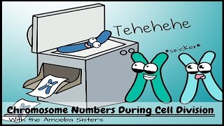 Understanding Ploidy and Mitosis at All Stages [upl. by Coh]