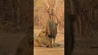 Sasangir forest safari park 🦁🦁🦁🦁🦁🦁🦁 gir National park [upl. by Dianuj]