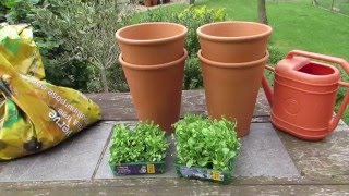 Planting Lobelia in the garden [upl. by Stanwinn]