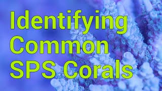 Identifying Common SPS Corals in your Reef Tank [upl. by Neelat692]