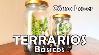 COMO HACER TERRARIOS BÁSICOS  Terrario fácil con frasco de vidrio [upl. by Merna]