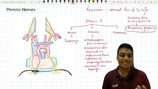 Phrenic Nerves  Anatomy [upl. by Whitford684]