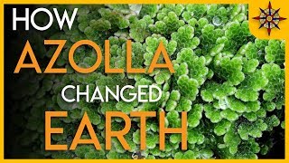 How Azolla Changed the Earth [upl. by Nahraf565]