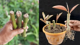 How to propagate a Rubber plant  Cutting Rubber plant [upl. by Frodi]