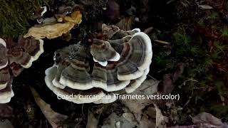 Coada curcanului Trametes versicolor o ciupercă medicinală [upl. by Koo]