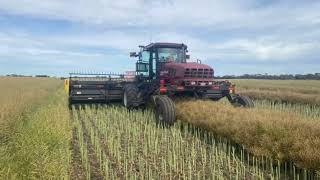 Windrowing Canola [upl. by Stelle]