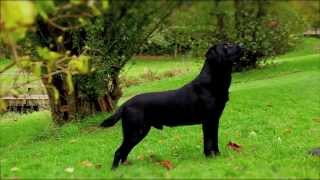 Black Labrador working gundog [upl. by Mulloy415]