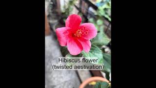 DIFFERENT TYPES OF AESTIVATION IN THE FLOWERING PLANTS Aprojeet2008 [upl. by Eillime]