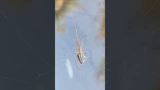 Tiere in unserem Garten Erzgebirge die Streckerspinne Tetragnatha extensa [upl. by Moffat638]