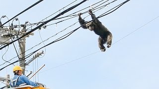 チンパンジー、動物園から逃走 麻酔銃打たれ捕獲 仙台市 [upl. by Jessi]