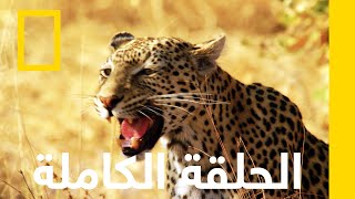 ملكة الفهود  المملكة المتوحشة  ناشونال جيوغرافيك أبوظبي [upl. by Josie]