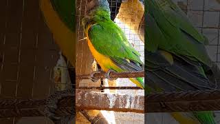 video chant des oiseaux Un Youyou du Senegal bien heureux [upl. by Laleb30]