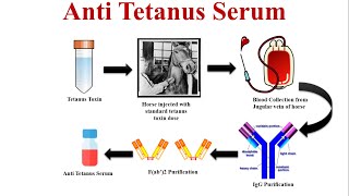 AntiTetanus Serum  Tetanus Antisera  How it Works and Why You Need It [upl. by Masera2]