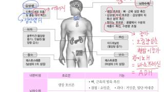 호르몬  내분비샘의 종류와 기능 [upl. by Eirak]