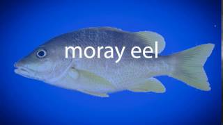 How to pronounce moray eel [upl. by Nwahsel]