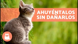 Cómo AHUYENTAR GATOS CALLEJEROS Sin Hacerles Daño 🐈💨 7 Repelentes para Gatos [upl. by Loeb146]