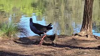 The Purple swamphen bird Ambarvale Australia [upl. by Bueschel668]