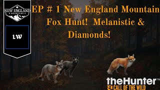 Fresh Start on New England Mountains Fox Hunt with Melanistic  theHunter Call of the Wild [upl. by Christianity]