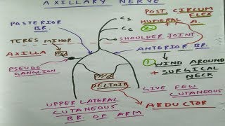 Axillary Nerve  Upper Limb Anatomy [upl. by Roderick]