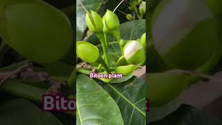 Barringtonia trending youtubeshorts viralshort herbalplant [upl. by Haroved]