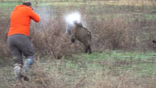 Wild Boar Hunting Adventure Conquering the Wilderness  Maceranın Kralı [upl. by Wynne116]