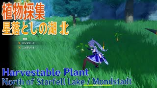 【原神】植物採集モンド星落としの湖北（5484）Harvestable PlantStarfell LakeMondstadt [upl. by Og]