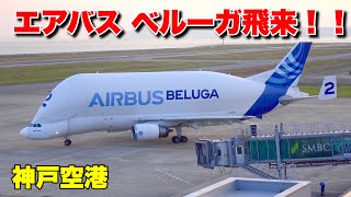 【飛行機を運ぶ飛行機】エアバス ベルーガが神戸空港に飛来！！ [upl. by Gairc]