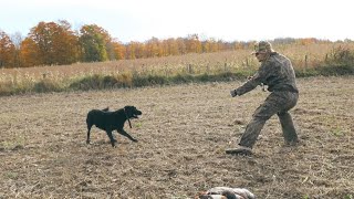 Ontario Duck Hunt  Grain Fed Green Heads [upl. by Brod]