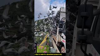 Pigeons farming china shortspigeon farming pigeons viral youtubeshorts kabootar [upl. by Alodie844]