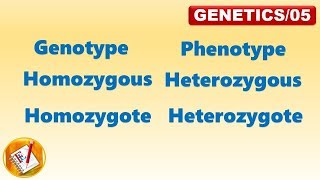 Genotype Phenotype Homozygous Heterozygous Homozygote Heterozygote FLGenetics05 [upl. by Yesnil]