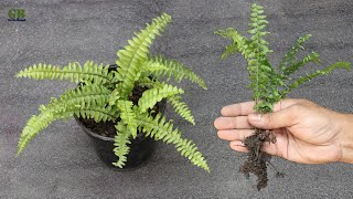 Boston fern propagation and care [upl. by Enomor321]