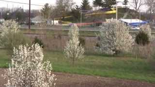 Invasive species Bradford pear [upl. by Tony]