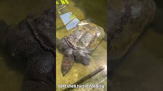 Giant soft shell turtle feeding  Labilabi makan [upl. by Radnaxela320]