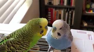 Tame parakeets talking and playing cute [upl. by Far]