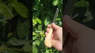 Bone Handle Knife survival camping hunting [upl. by Eldredge]