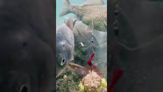 Under Water Fishing। 🎣 shorts fishing youtube [upl. by Akemrehs771]