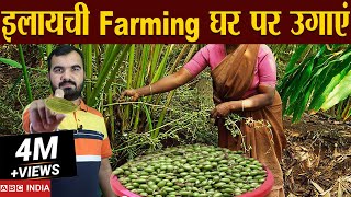 इलायची की खेती  Elaichi Farming  cardamom Farming  Profitable Farming  Elaichi ki kheti farming [upl. by Gilroy777]