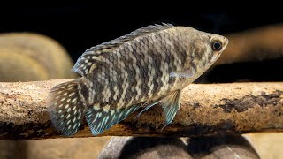 Microctenopoma fasciolatum Banded ctenopoma 4K [upl. by Akyeluz]