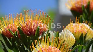 The nodding pincushion or Leucospermum cordifolium [upl. by Atila608]