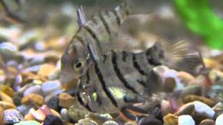 Black Banded Sunfish Enneacanthus chaetodon for sale at Tyne Valley Aquatics [upl. by Angus]