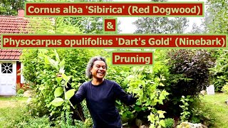 Pruning Cornus alba Sibirica Red Dogwood amp Physocarpus opulifolius Darts Gold Ninebark [upl. by Isabella]