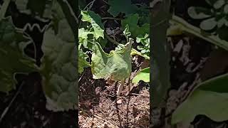 GROWING LOOFAH SPONGES FROM SEED [upl. by Clemen]