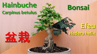 Hainbuchen und EfeuBonsai [upl. by Rednave172]