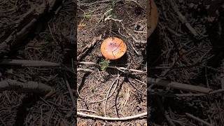 Amanita Muscaria Grows By King Bolete Mushrooms [upl. by Elac]