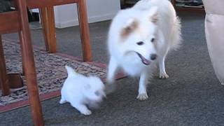 Japanese Spitz Puppies playing [upl. by Nossah602]